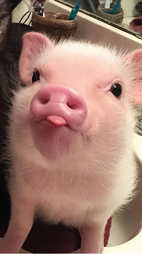 แก๊งหมูหวาน