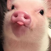 แก๊งหมูหวาน