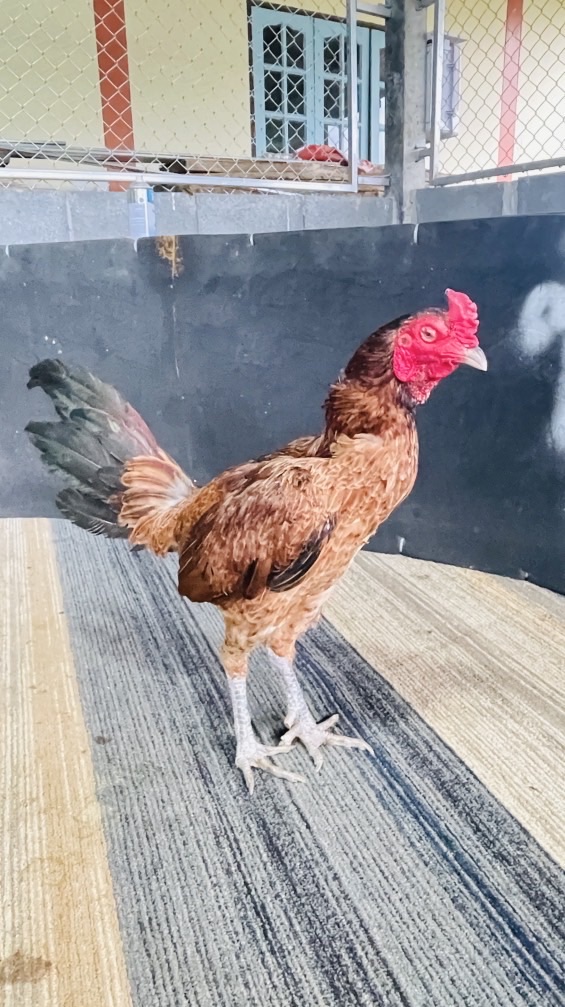 ซุ้มโชคไพศาล