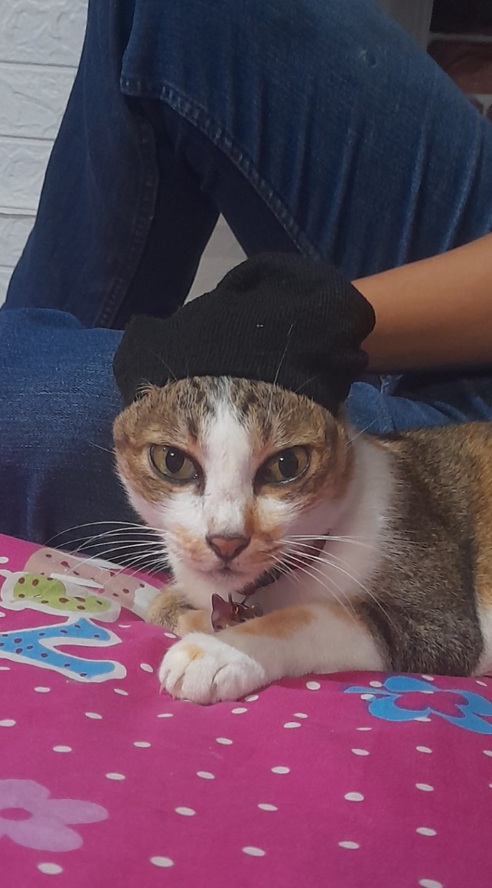 เกมหนีซอมบี้กับแก๊งซามูไรแมว🐱