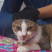 เกมหนีซอมบี้กับแก๊งซามูไรแมว🐱