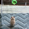 CSヴァロやってる人集めてます
