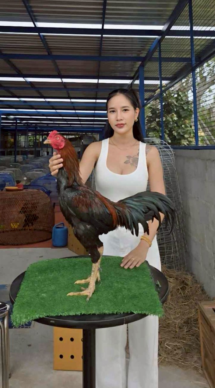 ซุ้มเพชรปรีดาฟาร์ม พิมาย