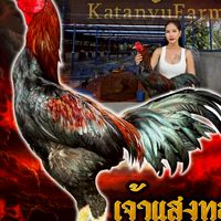 ซุ้มเพชรปรีดาฟาร์ม พิมาย