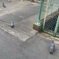 雑談しよーよ　　　　　　　　　　　　　　ディグ教支部