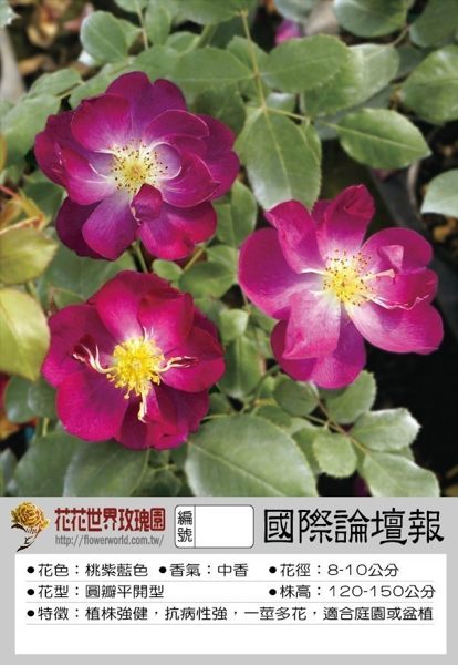 花花世界_玫瑰苗--國際論壇報，International Herald Trib--/7吋盆/高30~60公分/Tm