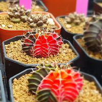 🌵ตลาดนัด Cactus🌵