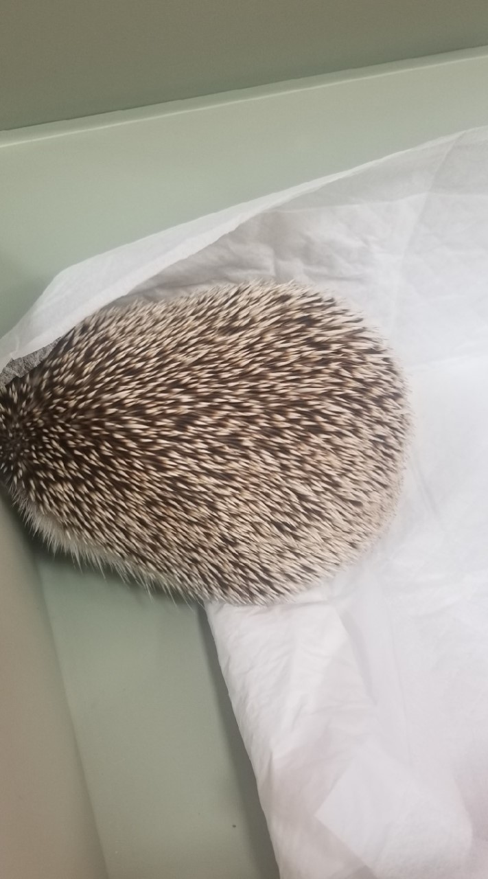 雪だししりとりしようぜのオープンチャット