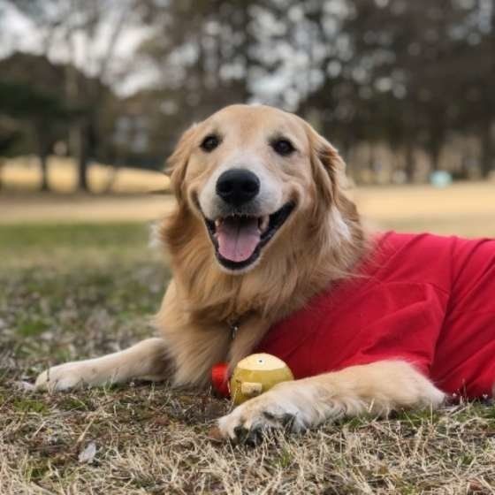 犬をめぐる夫婦のよくある問題 どうする