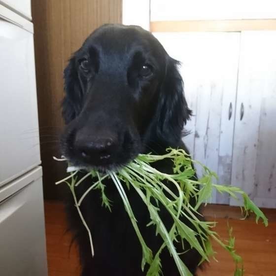 キャベツやレタスは犬に与えてもok 注意点も解説