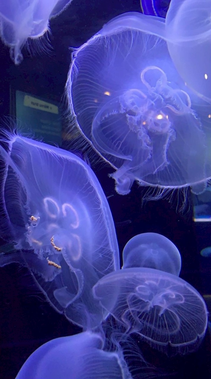 สต๊าฟ ( สีม่วง )