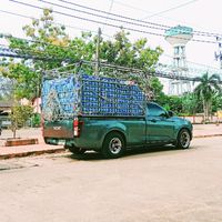 ขายอาหารวัวเหนือวัวขุนสุราษร์ธานี