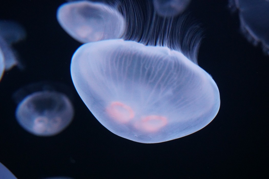 視界すべてがクラゲ 幻想的な水中世界に没入するサンシャイン水族館の新展示に癒される