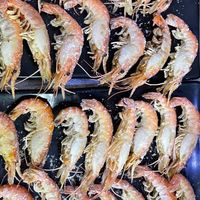 台中全區泰國蝦買賣