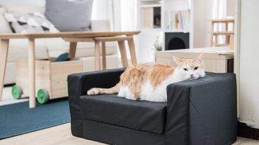 貓界網紅黃阿瑪的「後宮裝修傳」 符合貓體工學的溫暖北歐風
