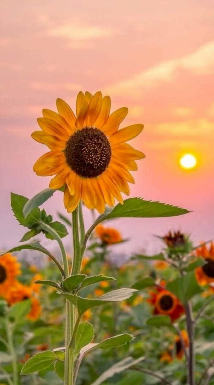 กยศ.มจพ2569🌻