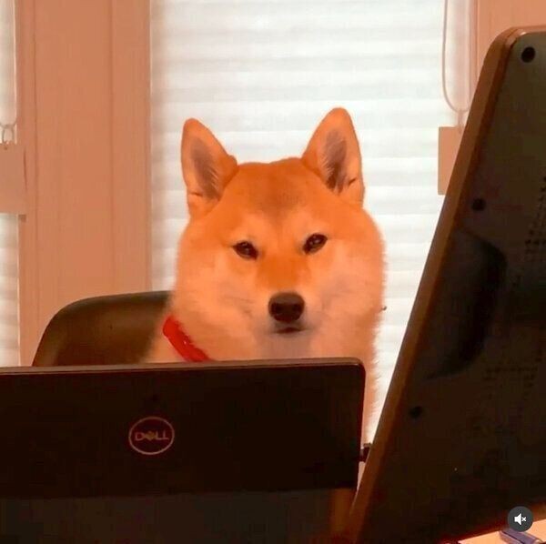 愛犬がストーブの前から離れない これって大丈夫