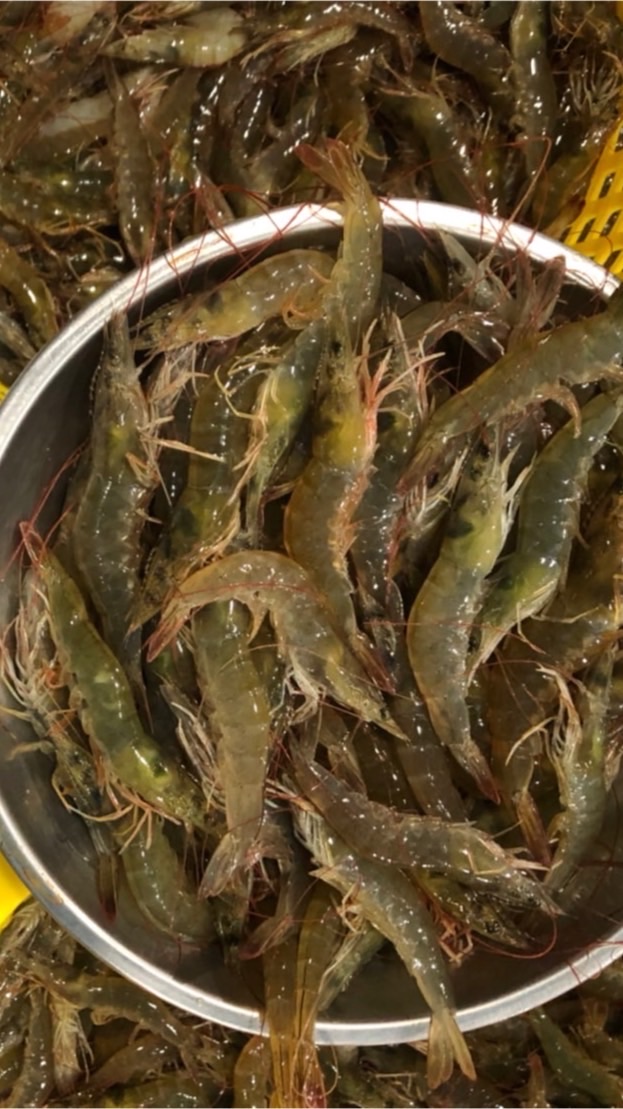 ช่วยเหลือเกษตรกรเลี้ยงกุ้ง
