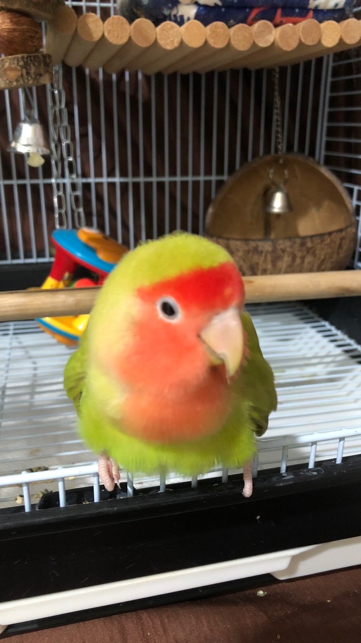 誅仙