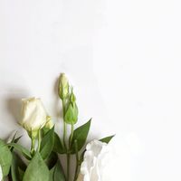 CPs 英國歐洲團購批發