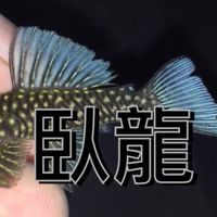 台中臥龍店面資訊群組：預約參觀/網購🐈‍⬛送