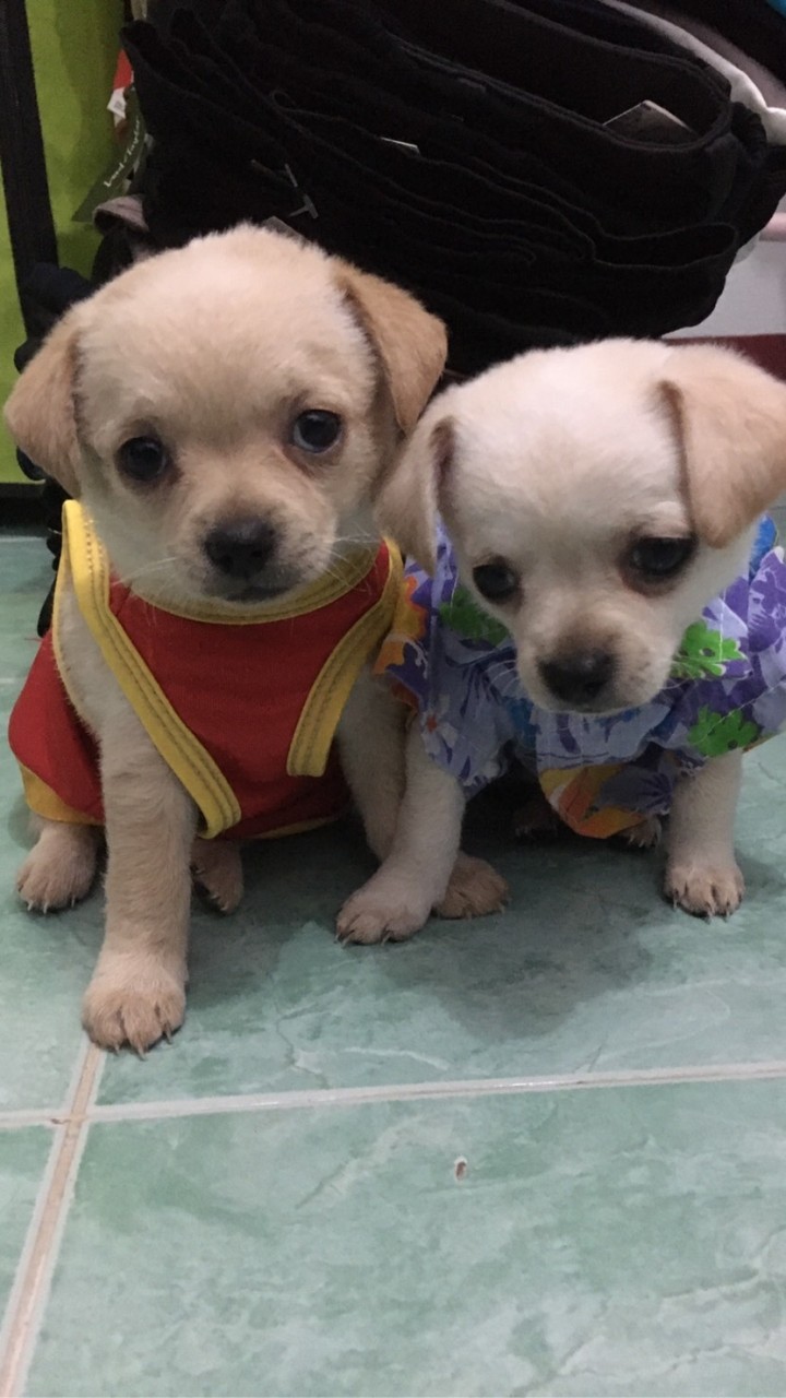 บ้านรักน้องหมา-แมว