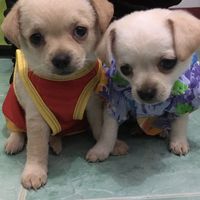 บ้านรักน้องหมา-แมว