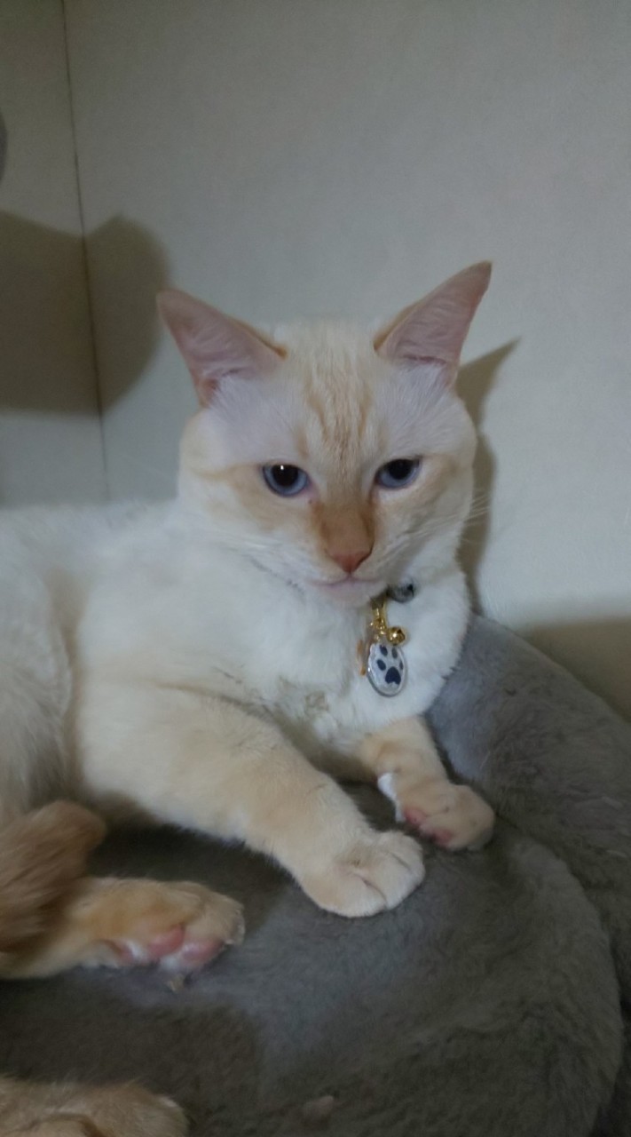 犬ちゃん猫ちゃん病気相談🐶🐱のオープンチャット