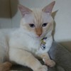 犬ちゃん猫ちゃん病気相談🐶🐱