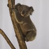🐨無尾熊🏔️揪伴運動趣