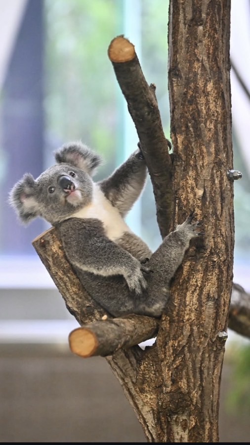 🐨無尾熊🏔️揪伴爬山趣