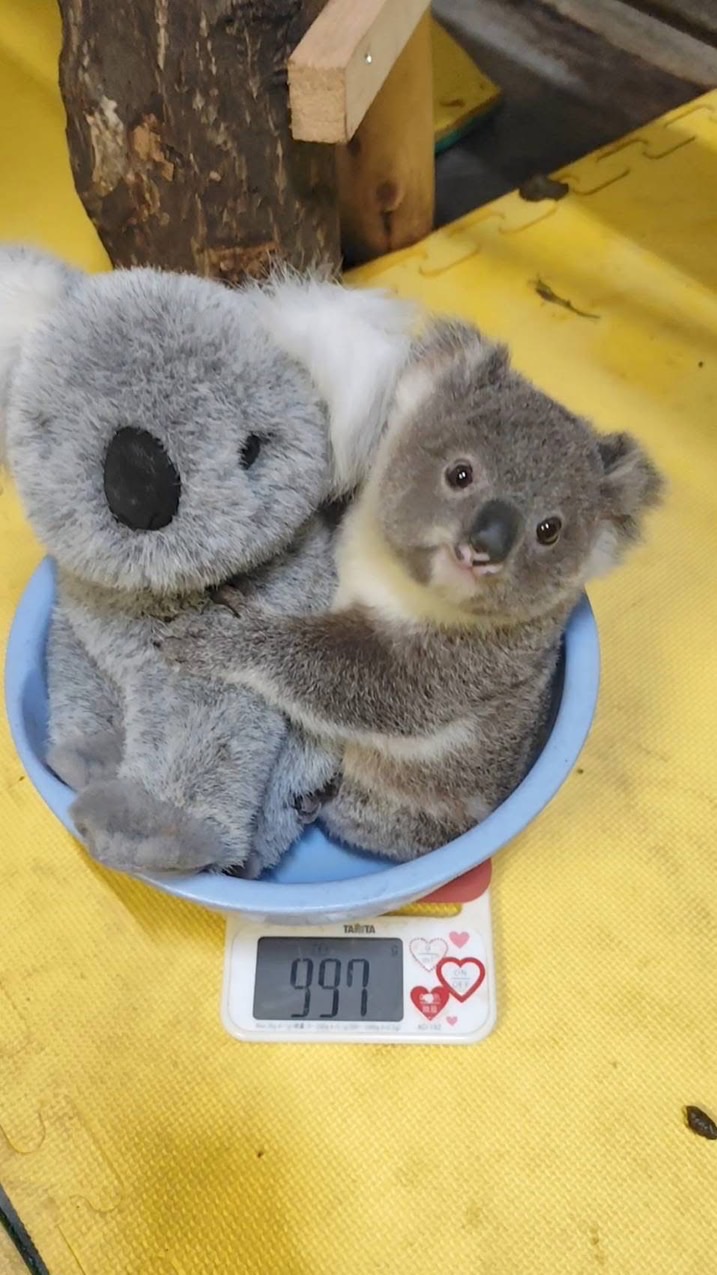 🐨無尾熊🏔️揪伴爬山趣