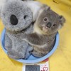 🐨無尾熊🏔️揪伴爬山趣