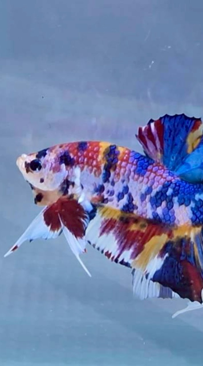 Natee betta