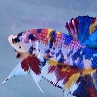 Natee betta