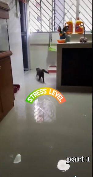 Viral rumah banjir karena kucing buka keran wastafel, bikin heboh 