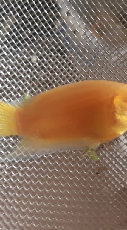 鬥魚繁殖飼養討論交流平台