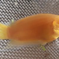 鬥魚繁殖飼養討論交流平台