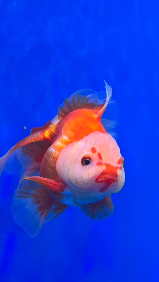 二鹿金魚～直購競標群