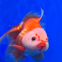 二鹿金魚～直購競標群