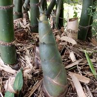 ไผ่ซางหม่น  บ้านมะเกลือใหม่ มีกิ่งพันธุ์ขาย