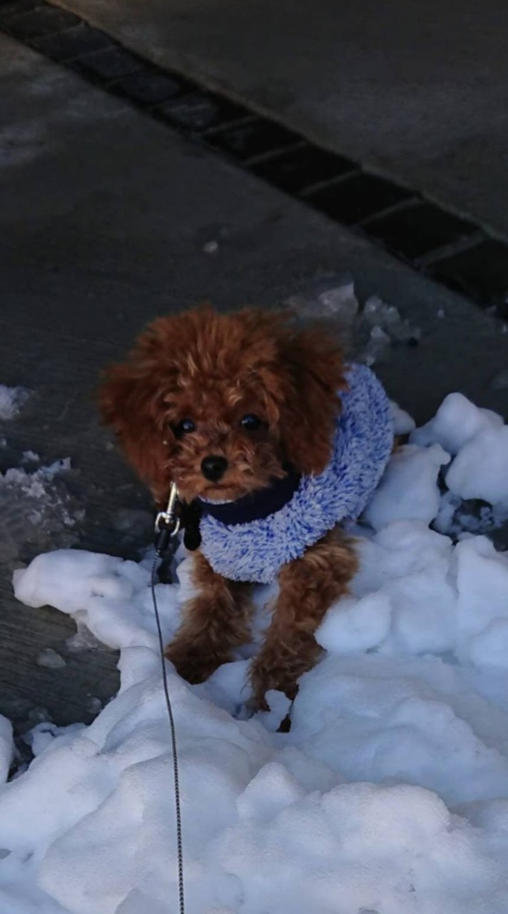 犬好き集まれ～