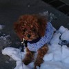 犬好き集まれ～