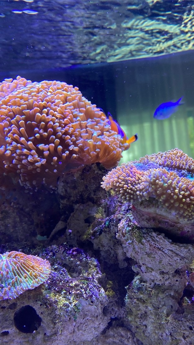 Cartoon reef