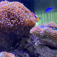 Cartoon reef