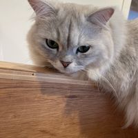 ネコヲタ（愛猫推進）部