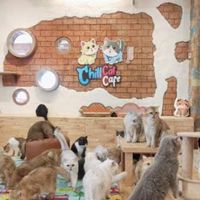 ❤️🩷cheap cat (ชิบ เเคด)🩷❤️