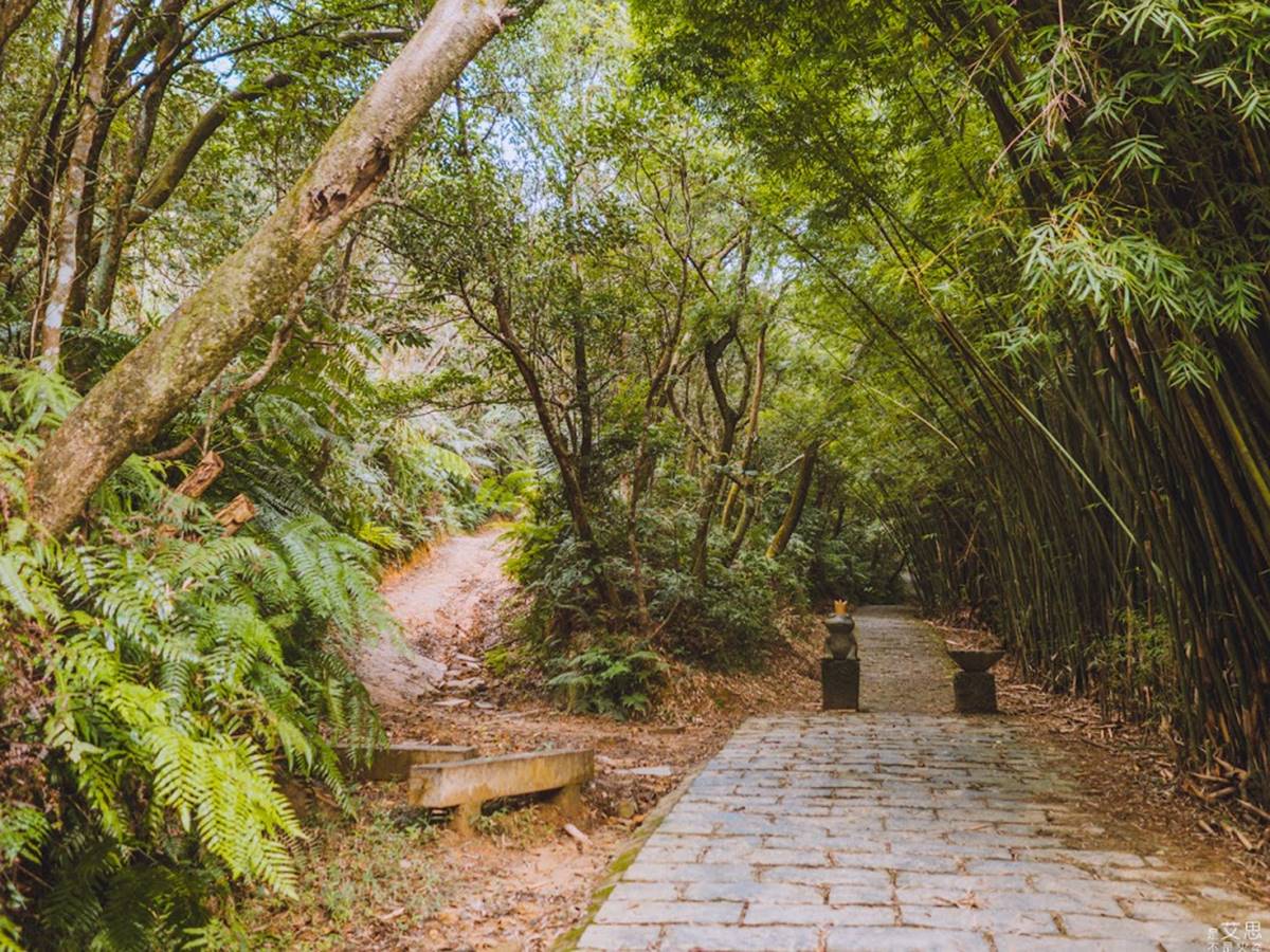 輕鬆好走不費力！內湖６條森林步道：80米「S型空中長廊」、紫色龍形吊橋