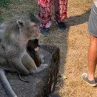 【誰でも参加可能】ペットのおすすめ健康法の情報共有や保護猫、保護犬についてお悩み相談