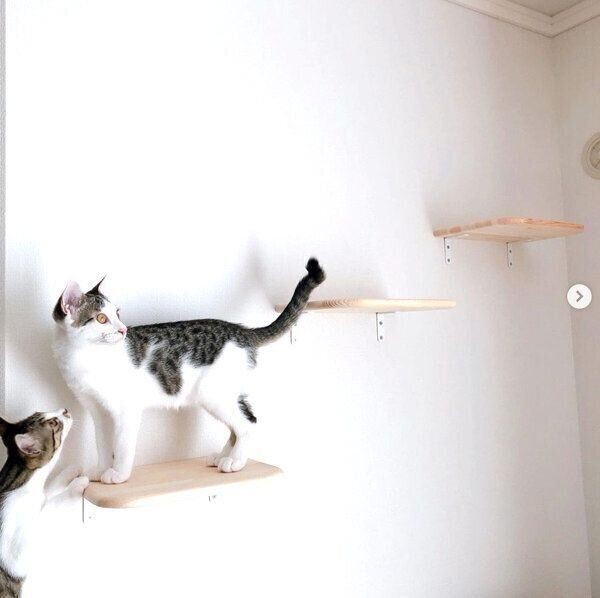 そばで寝たがる猫たち 股の間 に入るのが好きなワケ